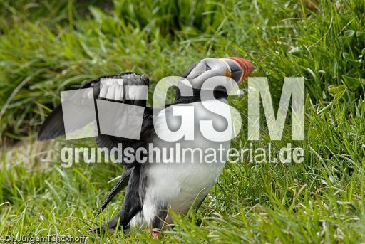 Papageitaucher (13 von 20).jpg